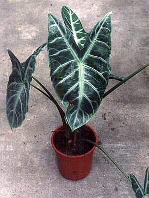 آلوکازیا - بابا آدم